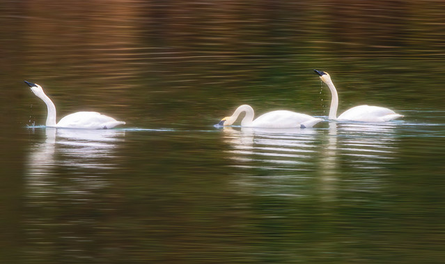 Skagit River Swans