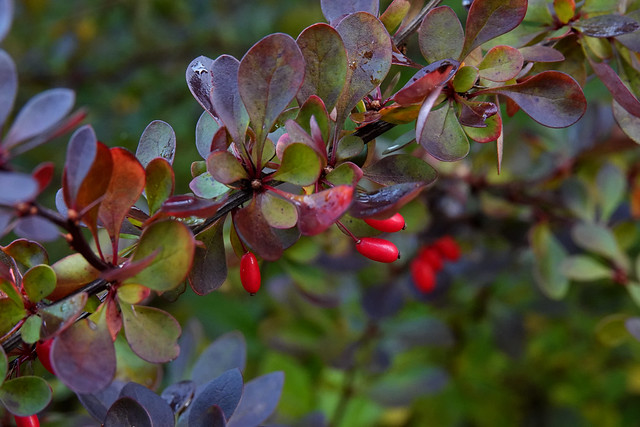 barberry colors