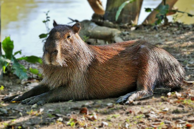 Capybara At Rest (Hydrochoerus hydrochaeris)