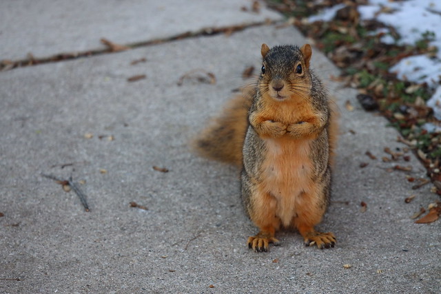 Fox Squirrels in Ann Arbor at the University of Michigan on November 29th, 2023