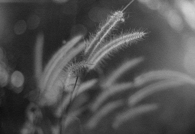 Wild grass flowers - B&W Film