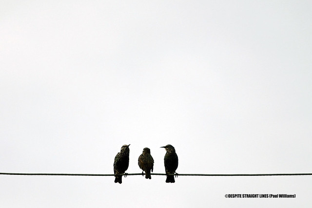 Two's Company  -  (Published by GETTY IMAGES), (Selected for FLICKR EXPLORE) & (Sold in 30 formats worldwide)