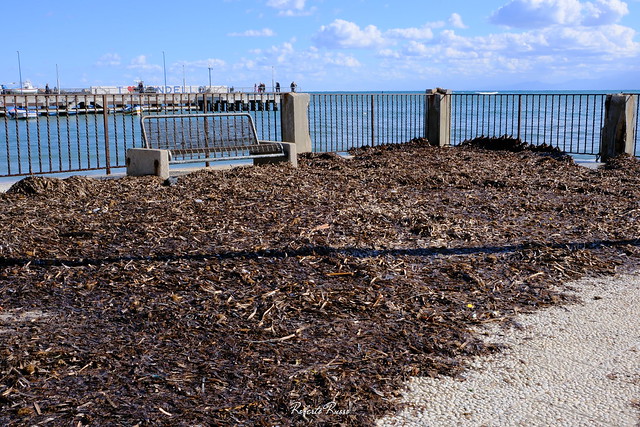 Alghe dopo la mareggiata / Seaweeds after the storm