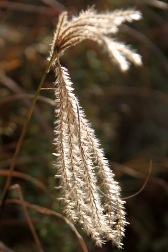 Grass seedhead in November sunshine