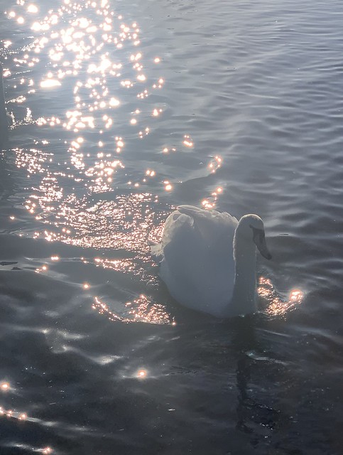 Swan sparkles