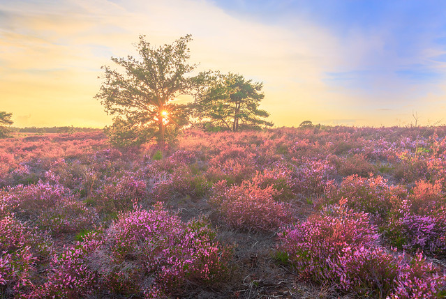 Blooming Heather Sunset