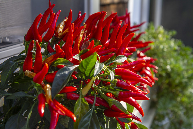 Decorative Red Chilies