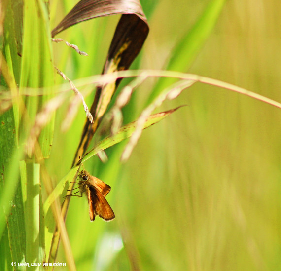 butterfly and grass