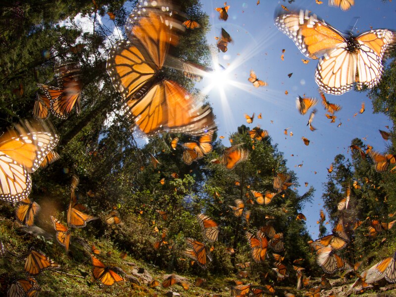 Things to do in Mexico - Monarch butterflies in Michoacán