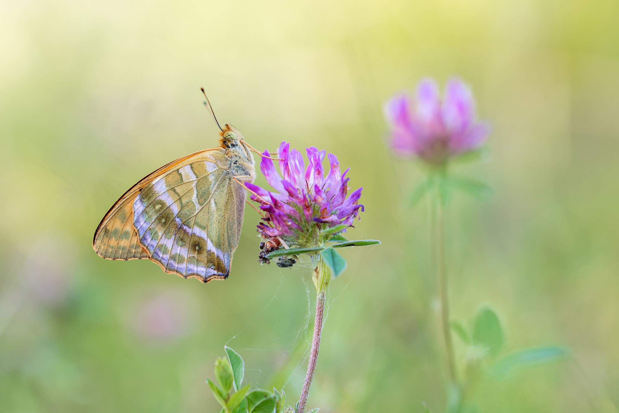 Argynnis paphia | silverstreckad pärlemorfjäril | Silver-washed Fritillary