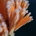 Frosted Marigold
