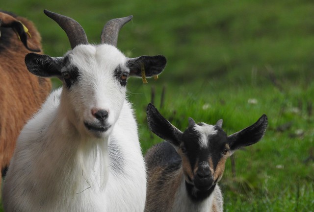 Mum & Baby Goat