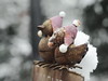 a couple of birds sitting on top of a wooden post, a photo, pixabay, folk art, snowfall, toy photo, high res photo, close-up photo, funny sculpture, festive, bottom angle, girls, 3 4 5 3 1, seasonal, santa, close-up, resting, dusting of snow, detaild, tou