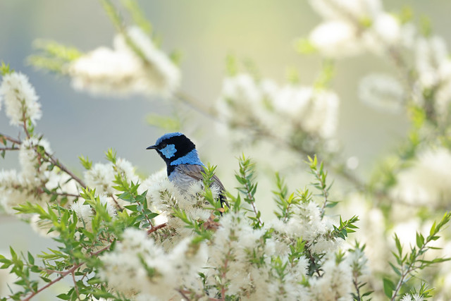 Male fairy wren in a flowering paper bark tree.