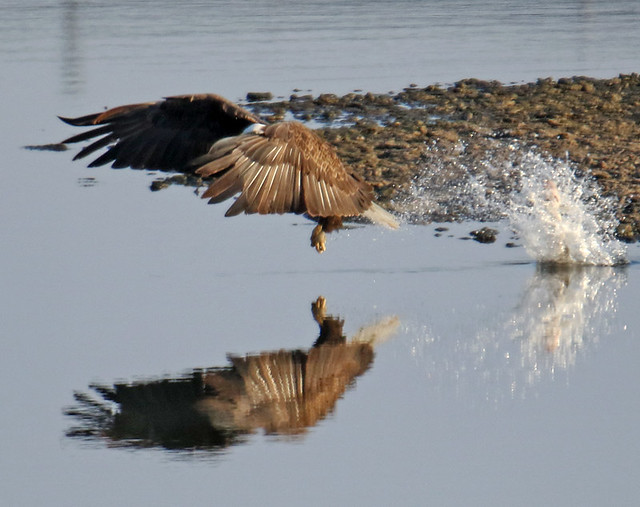 Bald Eagle at Milford Lake KS