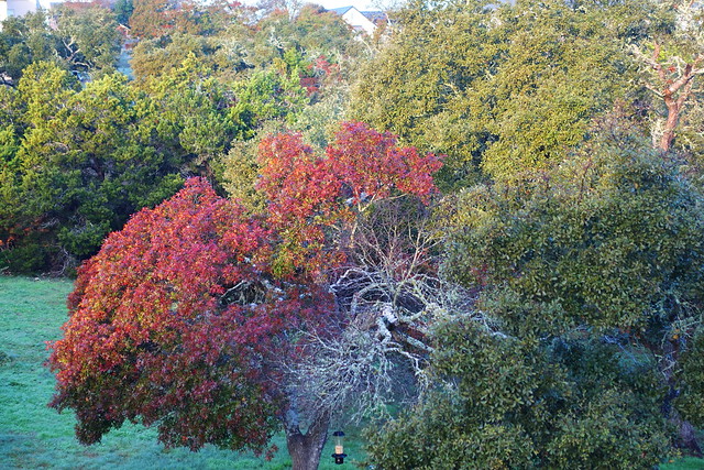 Backyard Autumn Color