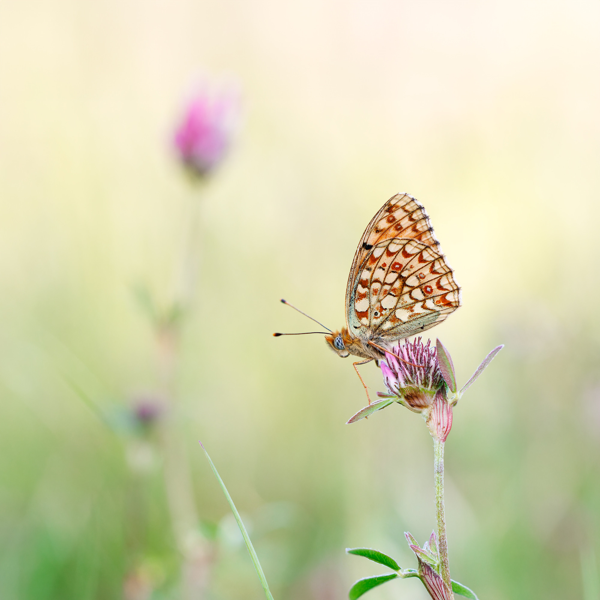 Fabriciana niobe | hedpärlemorfjäril | Niobe Fritillary