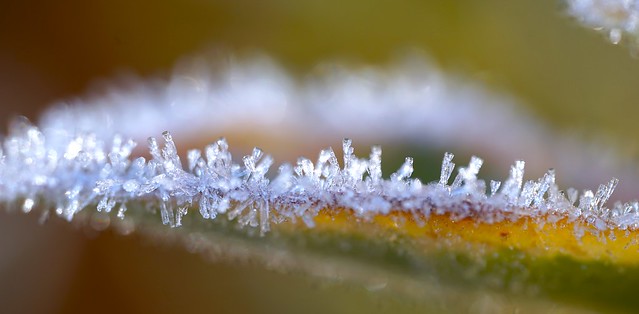 Leaf Macro in Frost