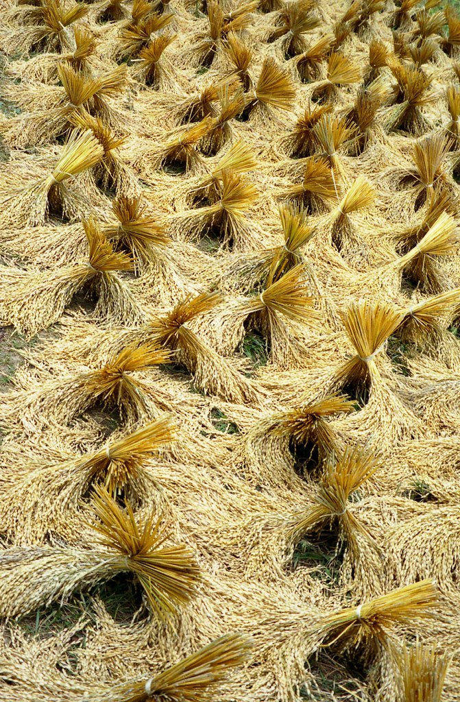 Close-up  of rice bundles drying in sun on trail from Lemo to Tilanga, Tana Toraja, Sulawesi, Indonesia