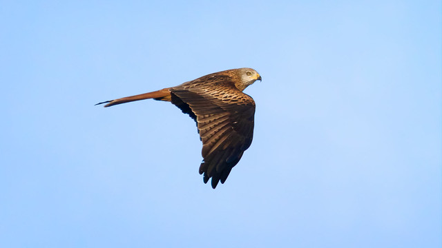 Red Kite - East Yorkshire