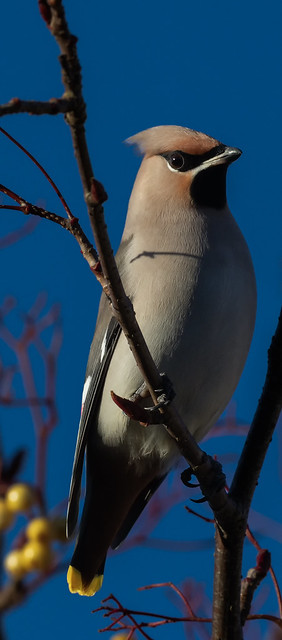 Classic Waxwing pose