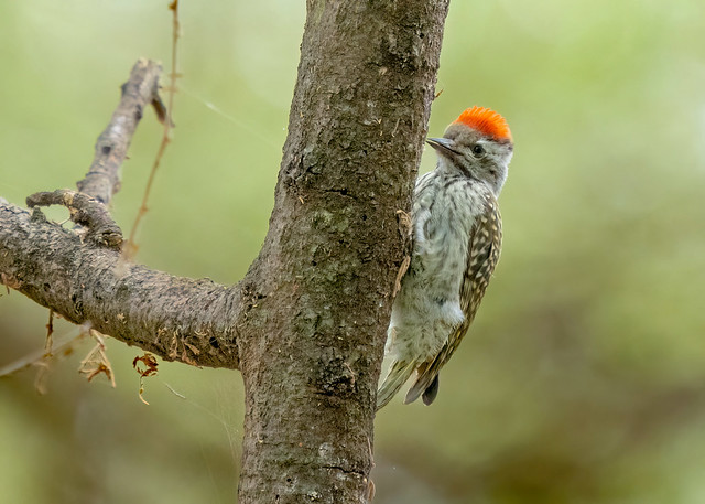 Cardinal Woodpecker - Dendropicos fuscescens