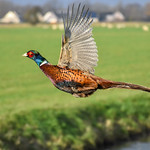 High speed pheasant