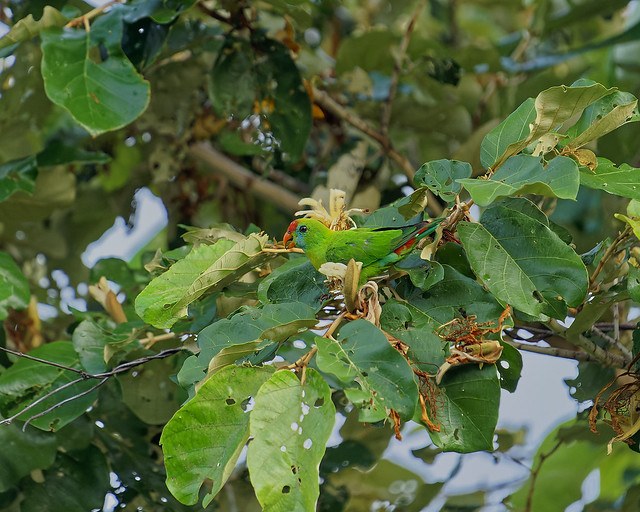 Philippine Hanging-Parrot (Loriculus philippensis)