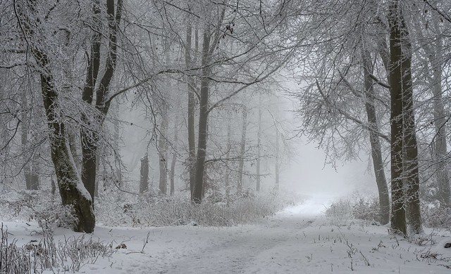 *in the foggy winter forest II*