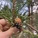 Red Squirrel gnawing signs? on Scots Pine cone