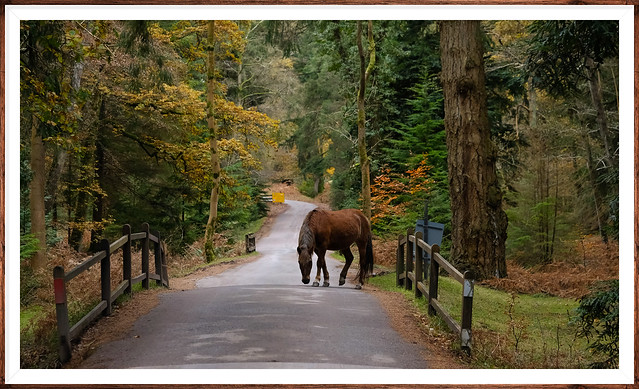 Rhinefield Ornamental Drive | New Forest National Park