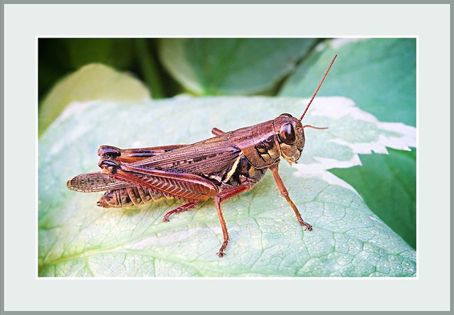 Insect Art:  Red-legged Grasshopper