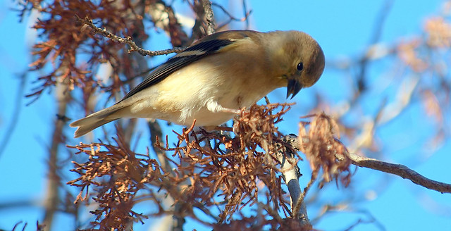 American Goldfinch Are Back