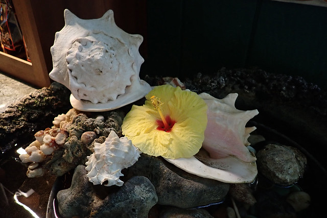 hibiscus with shells