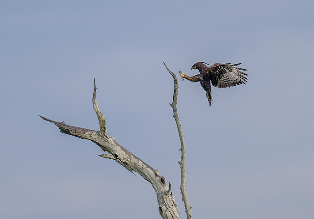 A safe landing for this stunning Long-crested Eagle.