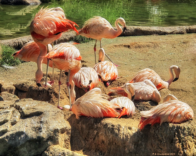Pink Flamingo Nursery, The Houston Zoo in Houston Texas
