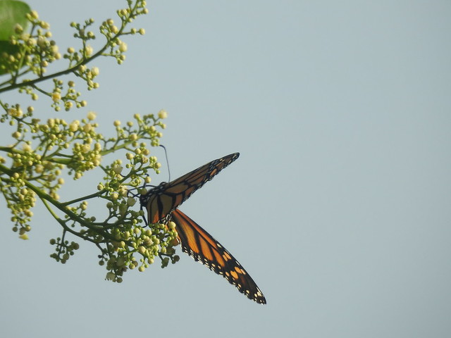 Monarch Butterfly - Caybeach Princess