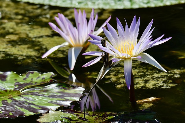Anole Lizard with Water Lily