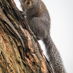 Wildlife in an Olmsted park Freeze or run? Easily clinging fast to the bark of a tree, an Eastern gray squirrel eyes the camera at the Frederick Law Olmsted-designed Central Park in Louisville, Kentucky.
