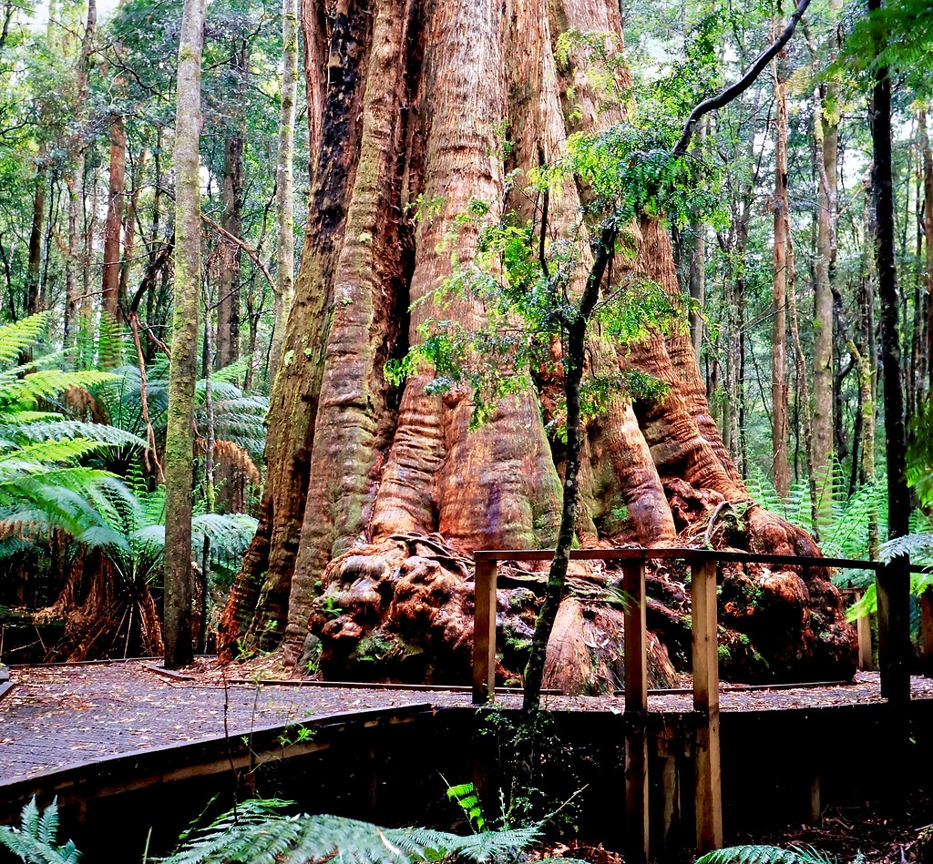 The Big Tree! | This particular Big tree is located at Mawba… | Flickr