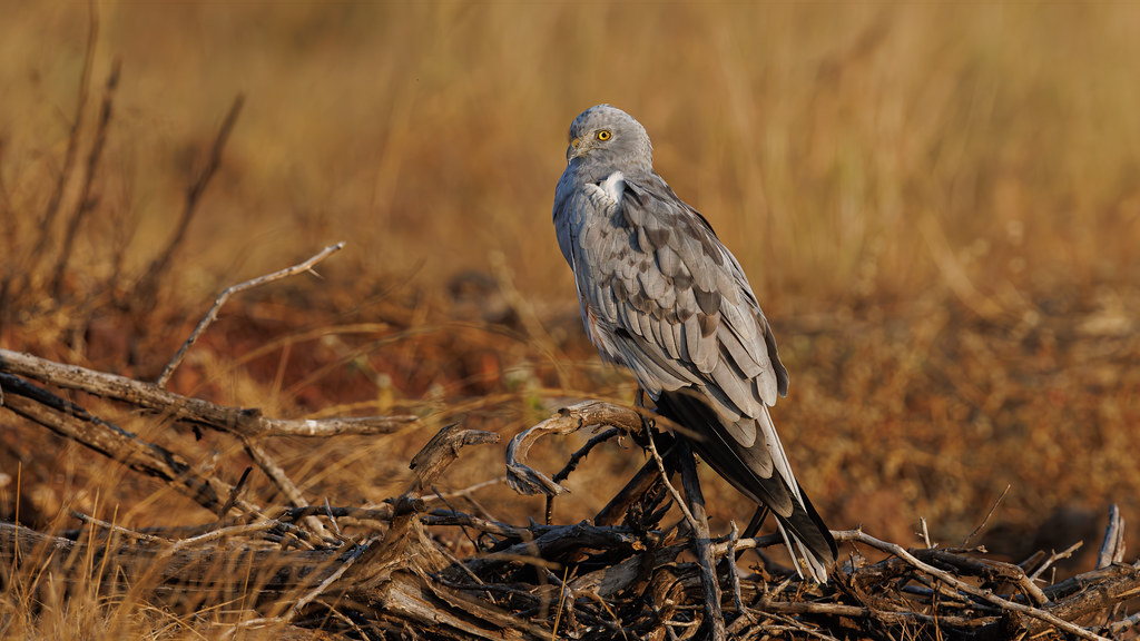 A Montagu's Harrier male perched in the grassland