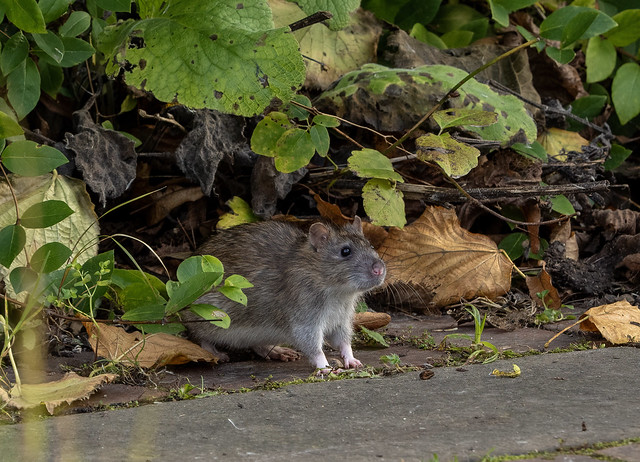 Rat Hiding In A Walled Garden
