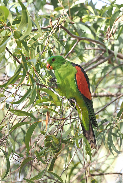 Red-winged Parrot (Australia)