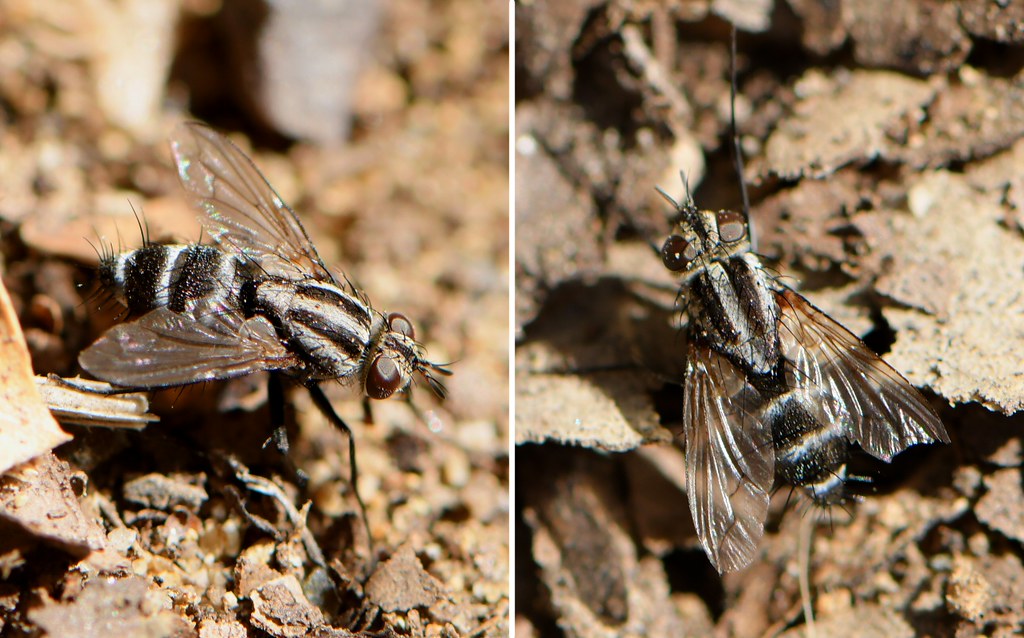 Fly on the oak mulch -- Tachinid Fly (Tachinidae)?