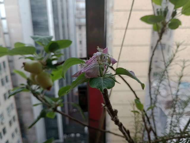 Flor de Macieira - Apple Blossom - 