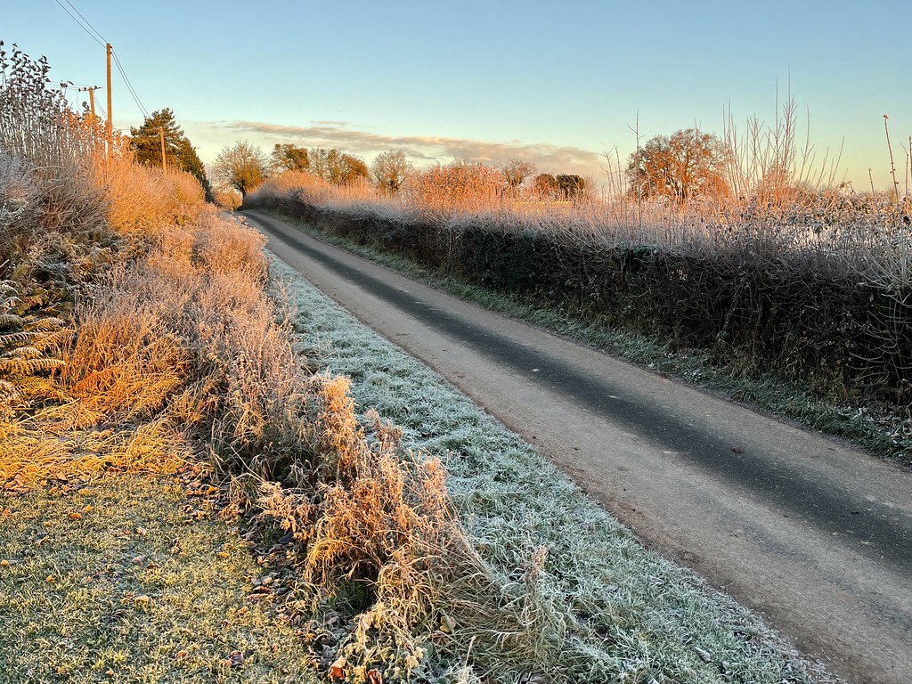 A photo looking up a single-lane country road with hedges on both sides, and an overgrown verge on the left. The plants are covered in frost and the scene is lit by golden early morning sunlight.