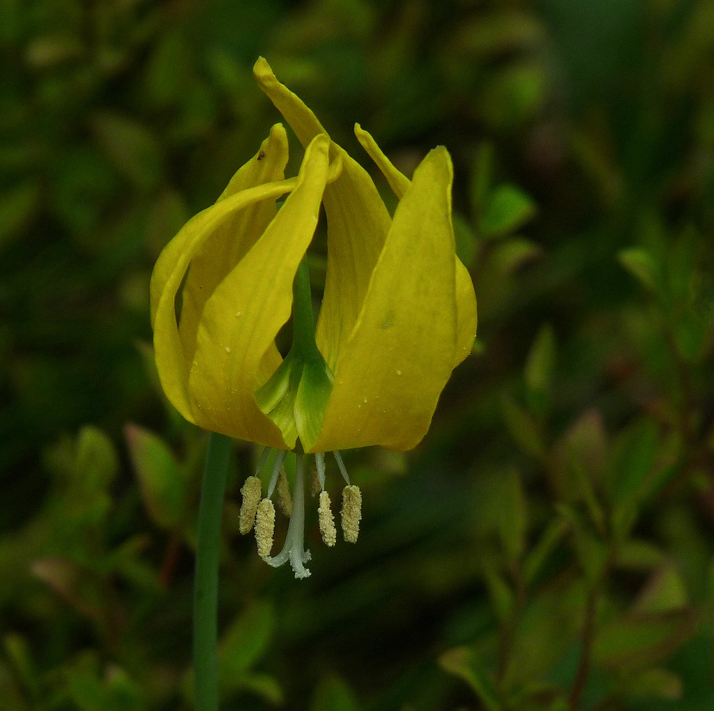 Glacier Lily / Erythronium grandiflorum