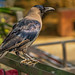 Corbeau familier - Corvus splendens - House Crow