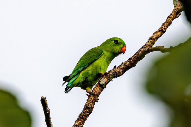 Vernal hanging parrot (Indian lorikeet) (Loriculus vernalis), Thattekad, Kerala