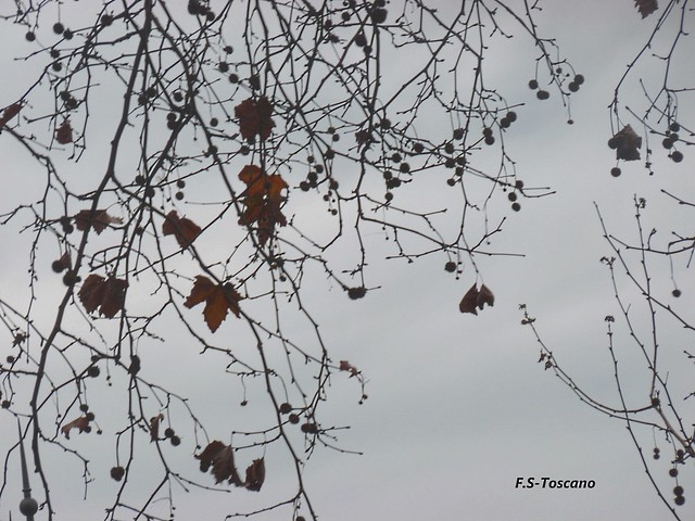 Últimas hojas del Otoño tardío.